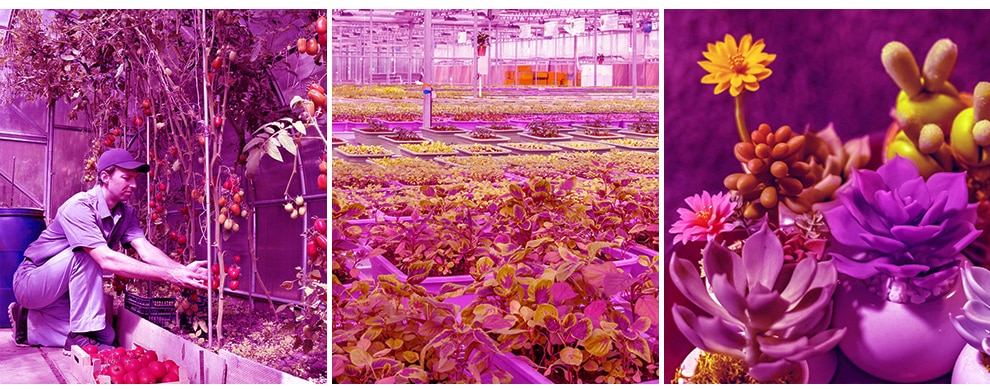 50W / 100W LED Hydroponics Lamp 50W / 100W LED Hydroponics Lamp